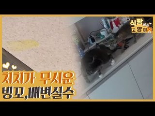 치치가 무서운 빙꼬, 눈칫밥에 잦은 배변 실수까지? [식빵굽는 고양이 시즌2] 35회
