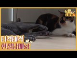 티격태격 현실 남매 st 고양이 타이가&키위 [식빵굽는 고양이 시즌2] 26회