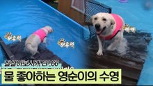 물을 너~무 좋아하는 영순이의 수영 실력은?