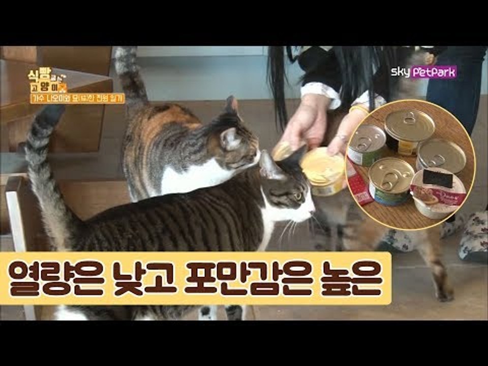고양이의 갈증을 해결해주는 주식 캔 [식빵굽는 고양이 시즌2] 30회