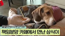 반려견 책임분양 카페에서 만난 지금의 삼식이