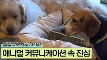 애니멀 커뮤니케이터를 통해 전해들은 반려견의 속마음