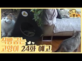 [24회 예고] 식빵굽는 고양이, 앙숙 냥이들 관계 회복기 & 고양이 집 짓는 청춘들
