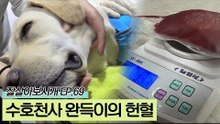 2살 이상의 건강한 대형견 완득이의 첫 헌혈 도전!