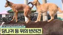 당나귀 등 위의 반려견과 산책하는 제주도의 상민 씨