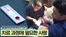 혹독한 심장사상충 치료 과정에 필요한 주인의 사랑