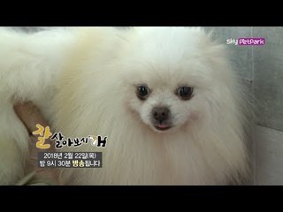 [55회 예고] 뛰고 배우고 즐기는! 댕댕이들과 반려인들의 배움터 [잘살아보시개 시즌3]