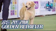 골든 리트리버 (GOLDEN RETRIEVER - 영국) [2018 고양 FCI 국제 도그쇼]