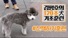 반려견 훈련법 I ‘산책’ 훈련 이렇게 해보세요! I 김평호의 120초 犬기초훈련