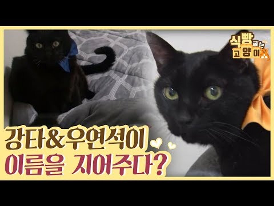 H.O.T. 강타와 Click-B 유연석이 고양이 이름을 지어주다? [식빵굽는 고양이...