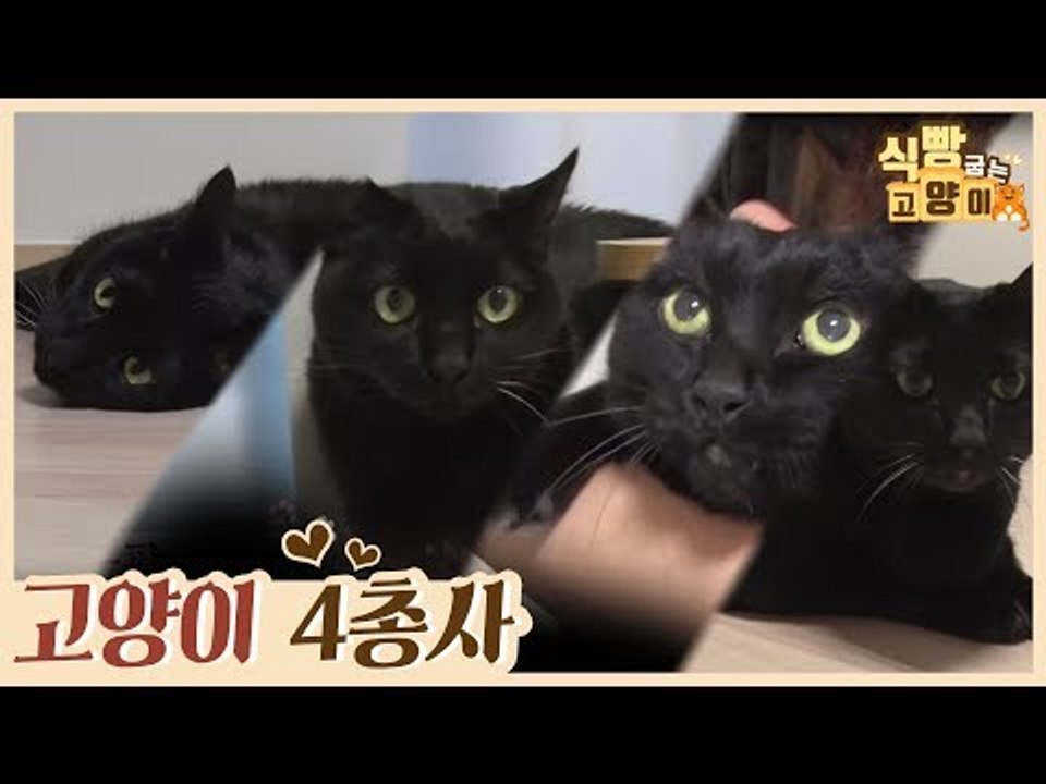 올~블랙 같은 듯 다른 검은 고양이 4총사를 소개합니다 [식빵굽는 고양이 시즌2] 33회