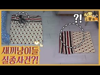 다섯 천사 새끼 고양이들 실종 사건! 범인은? [식빵굽는 고양이 시즌2] 33회