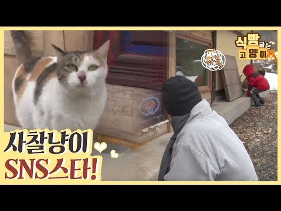 SNS 인기 스타 사찰 냥이들에게 푹 빠진 사람들 [식빵굽는 고양이] 34회