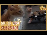 장애가 있는 볼트를 위한 동물 전용 휠체어 [식빵굽는 고양이 시즌2] 27회