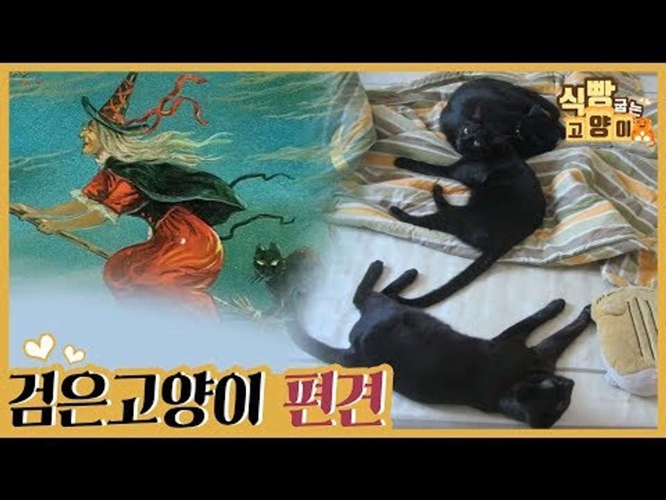 검은 고양이를 향한 이유 없는 비난과 안 좋은 시선 [식빵굽는 고양이 시즌2] 33회