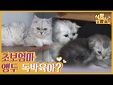 초보 엄마 고양이 앵두의 독박(?) 육묘 일기 [식빵굽는 고양이 시즌2] 33회