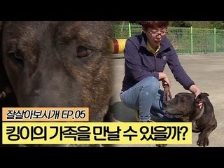 수컷 종견 킹이의 가족을 만날 수 있을까? [잘살아보시개] 5회