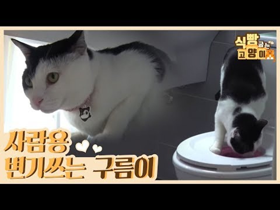로망묘의 표본, 사람용 변기를 쓰는 구름이 [식빵굽는 고양이 시즌2] 28회