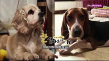[11회 예고] 유기견 메리와 카노의 이야기 [잘살아보시개]