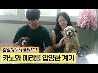 유기견 카노와 메리를 입양한 계기 [잘살아보시개] 11회