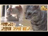 [29회 예고] 식빵굽는 고양이 시즌2, 개인기 부자 고양이 & 개와 고양이의 평화 사수 대작전