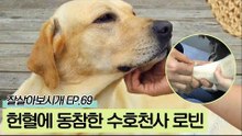 래브라도레트리버 로빈, 헌혈견 운동에 동참하다