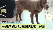 14살 노령견 엄지의 약해져가는 신체기능