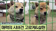 시바견에 반해 입양하게 된 고로케와 설현