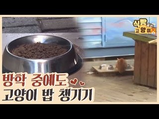 방학 중에도 길고양이들의 밥을 챙겨주는 학생들 [식빵굽는 고양이 시즌2] 36회