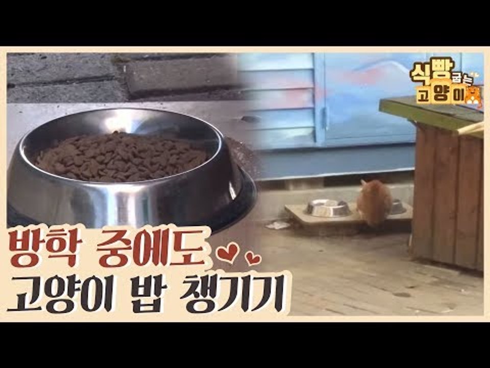 방학 중에도 길고양이들의 밥을 챙겨주는 학생들 [식빵굽는 고양이 시즌2] 36회