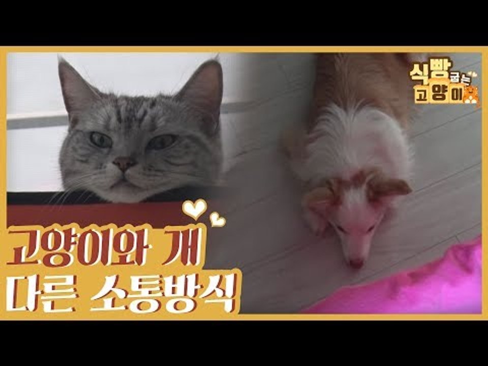 고양이와 개의 서로 다른 소통 방식 #개vs냥_언어사전 [식빵굽는 고양이 시즌2] 29회