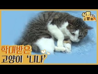 학대받는 고양이의 건강까지 책임지는 랑이랑 동아리 [식빵굽는 고양이 시즌2] 36회