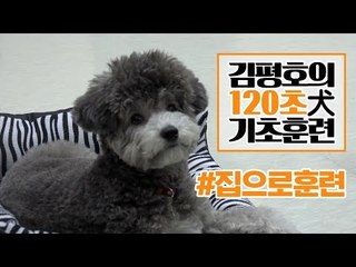 반려견 훈련법 I '하우스' 훈련 이렇게 해보세요!  I 김평호의 120초 犬기초훈련