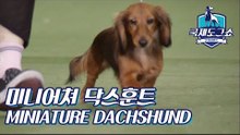 미니어쳐 닥스훈트 (MINIATURE DACHSHUND) [2018 고양 FCI 국제 도그쇼]