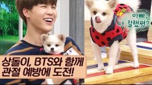 BTS 헤어아티스트 반려견 상돌이, 관절 예방에 도전! [마이펫 상담소] 6회