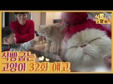 [32회 예고] 식빵굽는 고양이 시즌2, 아기집사와 고양이 & 묘르신의 불타는 청춘