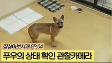 푸우의 상태 확인 관찰카메라 결과는? [잘살아보시개] 4회