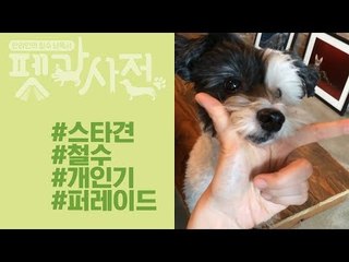 [펫과사전 스페셜] 스타견 철수의 개인기 퍼레이드