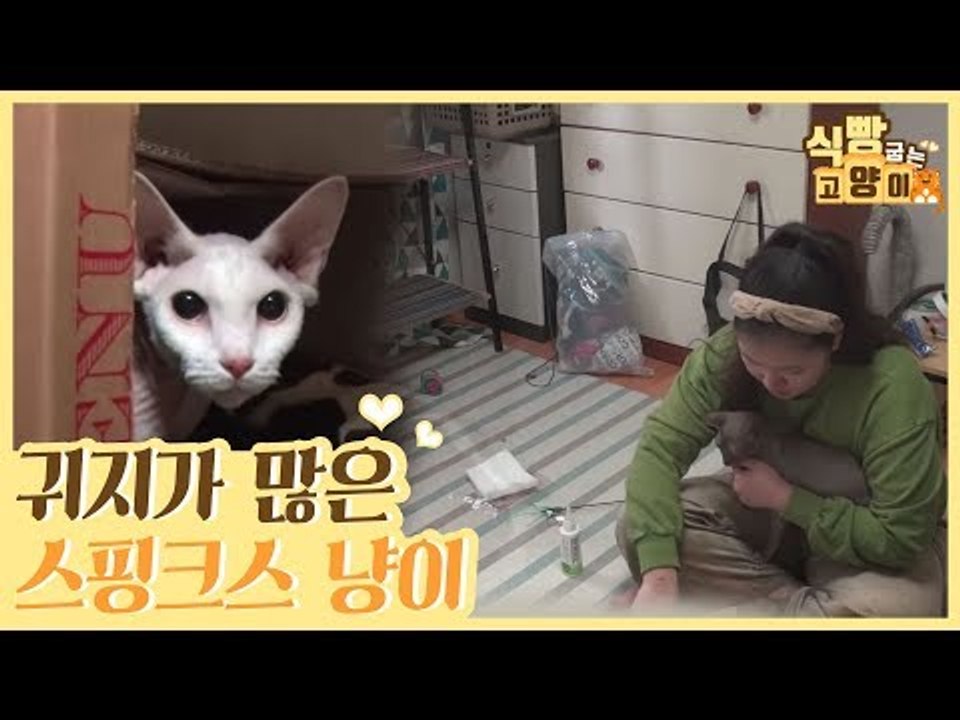 귀 내부의 피지선 발달로 귀지가 많은 스핑크스 고양이 [식빵굽는 고양이 시즌2] 36회