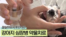 위기를 넘겼지만 심장병으로 약물치료 중인 별이