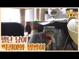별난 냥이 떡칠이와 병팔이를 소개합니다 [식빵굽는 고양이] 34회
