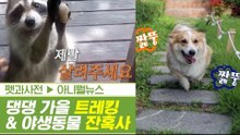 댕댕이와 가을 트레킹 & 도심 속 야생동물 잔혹사 [펫과사전] 2회