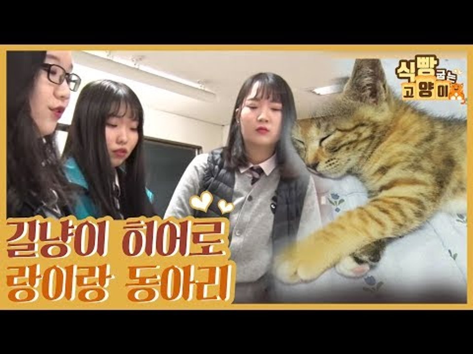 길고양이를 돌보는 고교생들의 랑이랑 동아리 [식빵굽는 고양이 시즌2] 36회