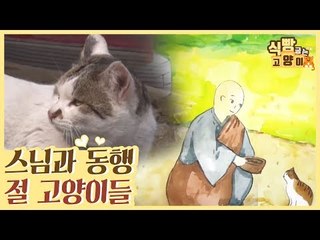 스님과 동행하는 절 고양이들을 소개합니다 [식빵굽는 고양이] 34회