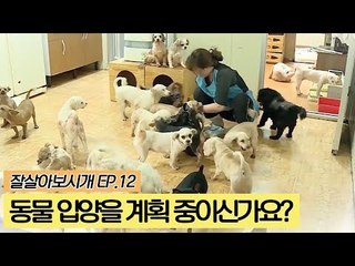 반려동물 입양을 계획 중이신가요? [잘살아보시개] 12회