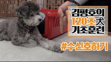 반려견 훈련법 I ‘수신호’ 훈련 이렇게 해보세요! I 김평호의 120초 犬기초훈련