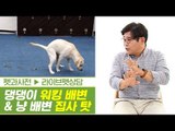 댕댕이 워킹 배변 & 냥이 배변 문제는 집사 탓? [펫과사전] 2회