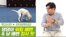 댕댕이 워킹 배변 & 냥이 배변 문제는 집사 탓? [펫과사전] 2회