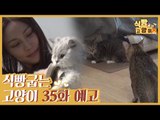[35회 예고] 식빵굽는 고양이 시즌2, 가수 융진과 고양이의 버킷리스트 & 외톨이 고양이 빙꼬