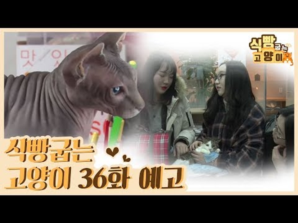 [36회 예고] 식빵굽는 고양이 시즌2, 스핑크스 매력 탐구생활 & 학생들과 고양이의 따뜻한 공존